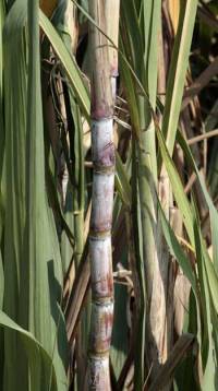 Revista PRODUCCION: Azúcar: Una zafra atípica, con buenos precios y muchas expectativas