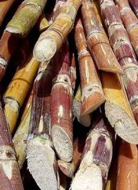Revista PRODUCCION: Azúcar: Una zafra atípica, con buenos precios y muchas expectativas
