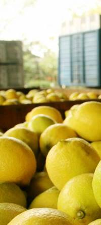Revista PRODUCCION: ¿Qué le piden los mercados internacionales a la fruta argentina?