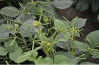 Revista PRODUCCION: Día de campo de granos virtual: cultivos de maíz y poroto.