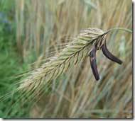 Revista PRODUCCION: HONGOS…   QUE TE COMEN…  Y QUE TE JODEN !