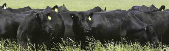 Revista PRODUCCION: La carne vacuna en la post pandemia del Covid-19, la mirada argentina