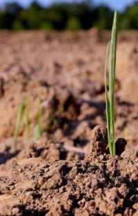 Revista PRODUCCION: Biodiversidad del suelo: base para la producción sostenible