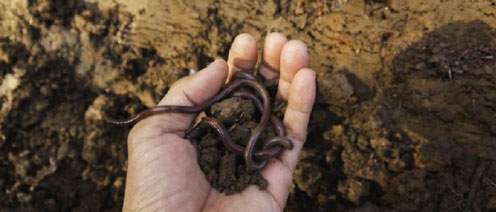 Revista PRODUCCION: Biodiversidad del suelo: base para la producción sostenible