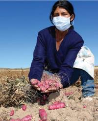 Revista PRODUCCION: Chips de papas andinas, un snack con 10 mil años de sabor
