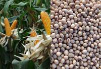 Revista PRODUCCION: Plan Nutricional: para incrementar la producci&oacute;n un 20%