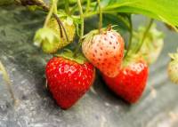 Revista PRODUCCION: las BPA en la producción Hortícola ya son una política pública