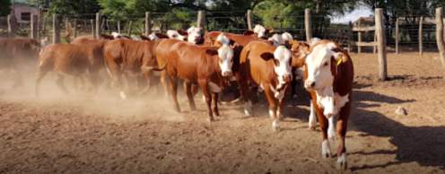 Revista PRODUCCION: Cabaña La Asuncion / remate 2021