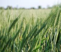 Revista PRODUCCION: Trigo: panorama positivo para el nuevo ciclo