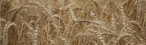 Revista PRODUCCION: Trigo: panorama positivo para el nuevo ciclo