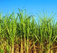 Revista PRODUCCION: BPA en el cultivo de Caña de Azúcar