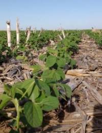 Revista PRODUCCION: Cómo reducir el impacto del clima en los cultivos de verano