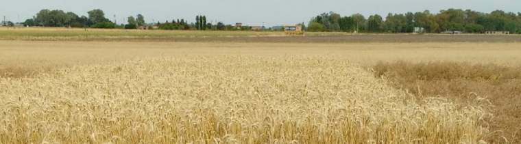 Revista PRODUCCION: Carbono: el elemento que determina la sustentabilidad del agro