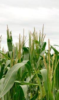 Revista PRODUCCION: El futuro de la campaña de verano pasa por el clima y el devenir político del país