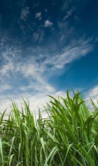 Revista PRODUCCION: "El costo del fertilizante subió un 200%; por eso, el pequeño productor no podrá abonar correctamente su cañaveral"