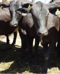 Revista PRODUCCION: “Podemos desarrollar la ganadería en Tucumán, pero faltan ideas y voluntad política”