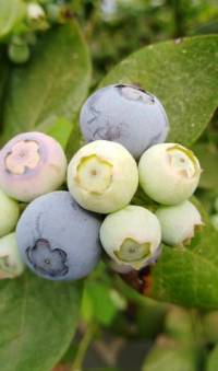 Revista PRODUCCION: Evalúan el uso de bioestimulantes en arándanos