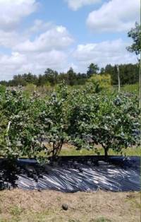 Revista PRODUCCION: Evalúan el uso de bioestimulantes en arándanos