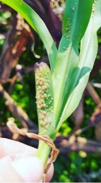 Revista PRODUCCION: Alerta por la presencia de pulgón amarillo en sorgo