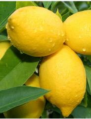 Revista PRODUCCION: CITRUS: "La incertidumbre impacta en la Campaña Citrícola 2022"