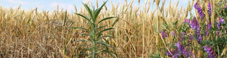 Revista PRODUCCION: Herbicidas biológicos: una buena idea