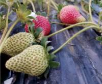 Revista PRODUCCION: Tucumán lidera la producción y exportación de frutillas orgánicas