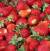Revista PRODUCCION: Tucumán lidera la producción y exportación de frutillas orgánicas