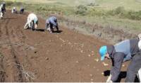 Revista PRODUCCION: Los productores paperos de Tucumán cultivan menos porque hay pérdida de rentabilidad