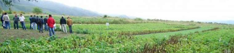 Revista PRODUCCION: Los productores paperos de Tucumán cultivan menos porque hay pérdida de rentabilidad