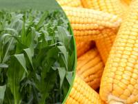 Revista PRODUCCION: Cuidar el suelo y nutrir los cultivos para producir más y mejores alimentos