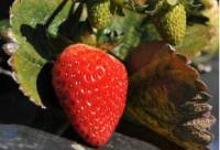Revista PRODUCCION: El INTA acompaña la producción de frutilla en Salta