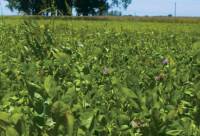 Revista PRODUCCION: Pastoreo rotativo: la mejor manera de utilizar la alfalfa