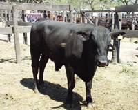 Revista PRODUCCION: 30 a&ntilde;os de la Asociaci&oacute;n de Brangus