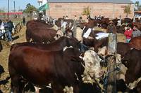 Revista PRODUCCION: VI Exposici&oacute;n Braford