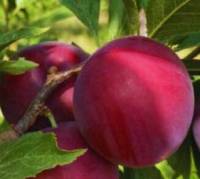 Revista PRODUCCION: Los Valles Templados de Jujuy florecen con los frutales de carozo