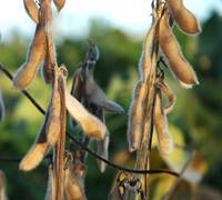 Revista PRODUCCION: Retenciones: impuestazo al productor medio y chico