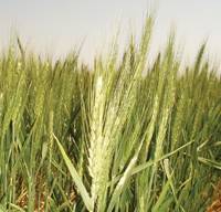 Revista PRODUCCION: Retenciones: impuestazo al productor medio y chico