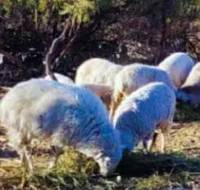 Revista PRODUCCION: Promueven la producción de ovinos en el NOA
