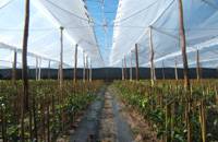 Revista PRODUCCION: Sistema manta parral para protecci&oacute;n de cultivos