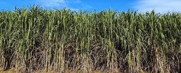 Revista PRODUCCION: El INTA desarrolló dos nuevas variedades de caña de azúcar