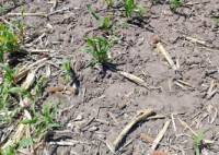 Revista PRODUCCION: “Los campos están muy bien para sembrar soja, pero con el maíz hay que ser cautelosos”