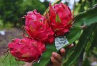 Revista PRODUCCION: El INTA estudia cómo optimizar el cultivo de pitahaya
