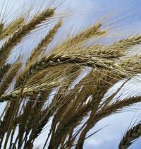 Revista PRODUCCION: Caracter&iacute;sticas de los agroqu&iacute;micos m&aacute;s usados