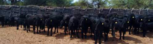 Revista PRODUCCION: Promueven estrategia de manejo para mejorar la producción de carne