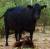 Revista PRODUCCION: Promueven estrategia de manejo para mejorar la producción de carne