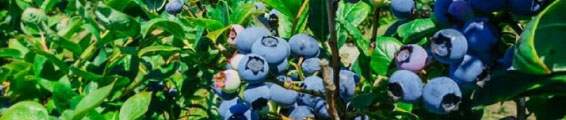 Revista PRODUCCION: La campaña de arándanos avanza ordenada, acompañada por el clima