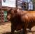 Revista PRODUCCION: Cabaña Juramento celebró con éxito su primer remate en Salta y consolidó su liderazgo en genética bovina