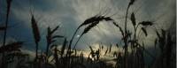 Revista PRODUCCION: En Burruyacu muy pocos agricultores hicieron trigo