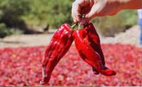 Revista PRODUCCION: Pimentón del Valle Calchaquí: certificación que protege la identidad local