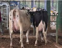 Revista PRODUCCION: La experiencia del primer tambo robotizado de Salta